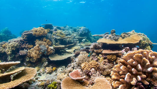 10 Beste Snorkelplekken ter Wereld