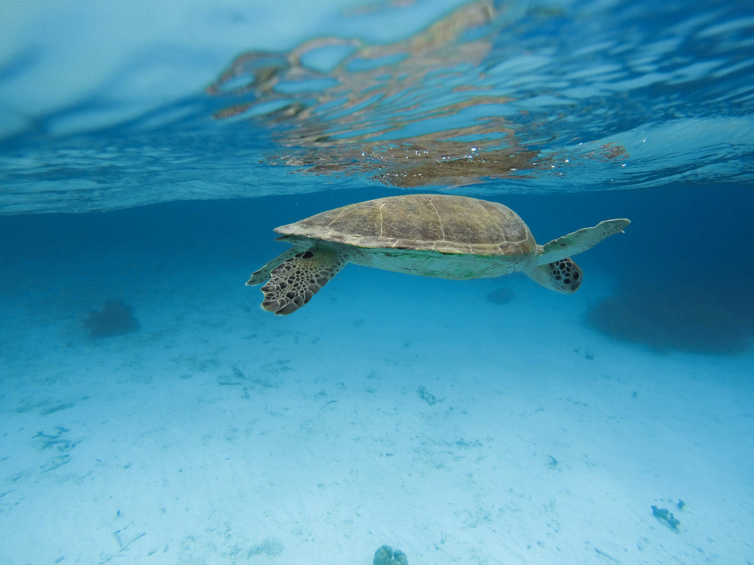 Snorkelen Bonaire