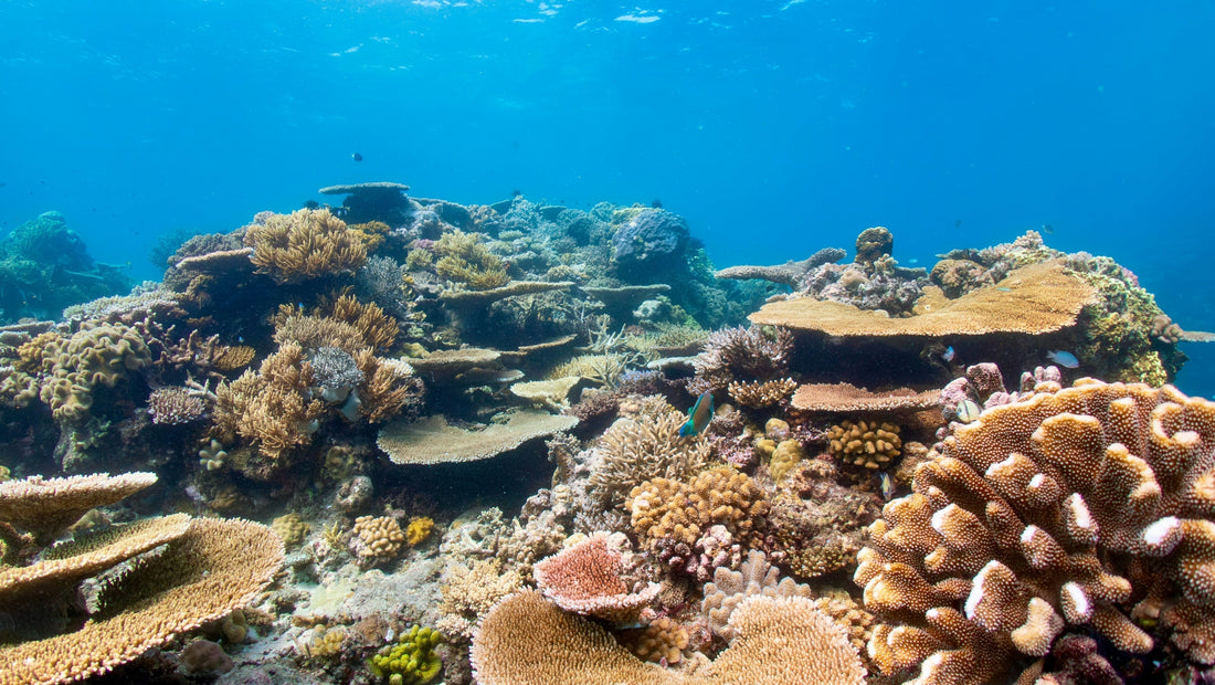 10 Beste Snorkelplekken ter Wereld