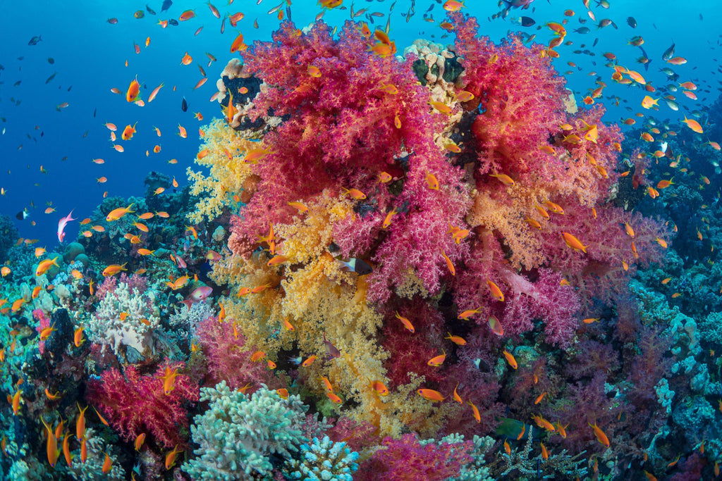 Snorkelen Egypte