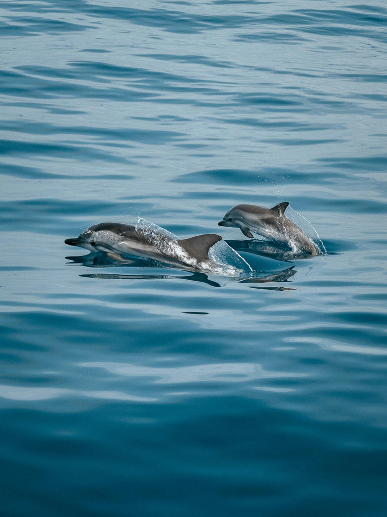 Snorkelen Gran Canaria